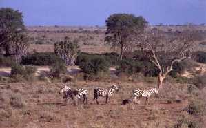 Zebras im Tsavo-Nationalpark