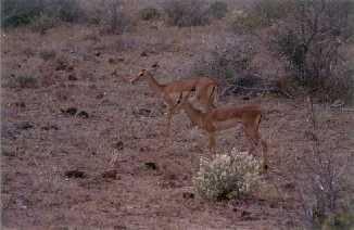 Impalas