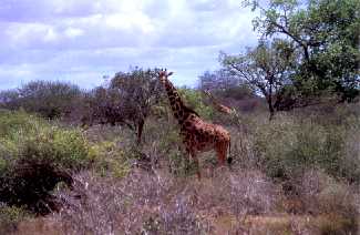 Giraffen