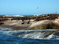 Robbenkolonie auf Duikerisland