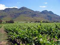 Weinregion um Kapstadt
