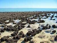 Stromalotiten