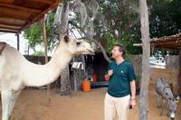 2 Kamele und ein Esel     ;-)