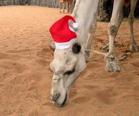 Das Weihnachtskamel von Abu Dhabi